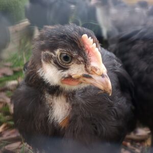 Black Copper Marans - 10 Chicks (Straight Run)